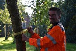 Bauhofmitarbeiter bringt gelbes Band an einen Obstbaum auf einer Streuobswiese an