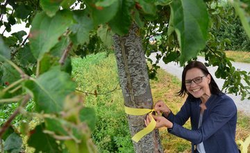 Sonja Thomas von der Stadtverwaltung umwickelt Obstbaum mit dem Gelben Band