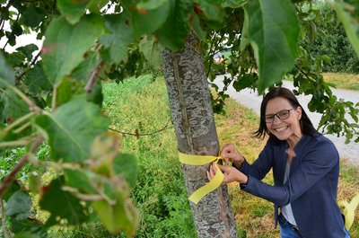 Sonja Thomas von der Stadtverwaltung umwickelt Obstbaum mit dem Gelben Band